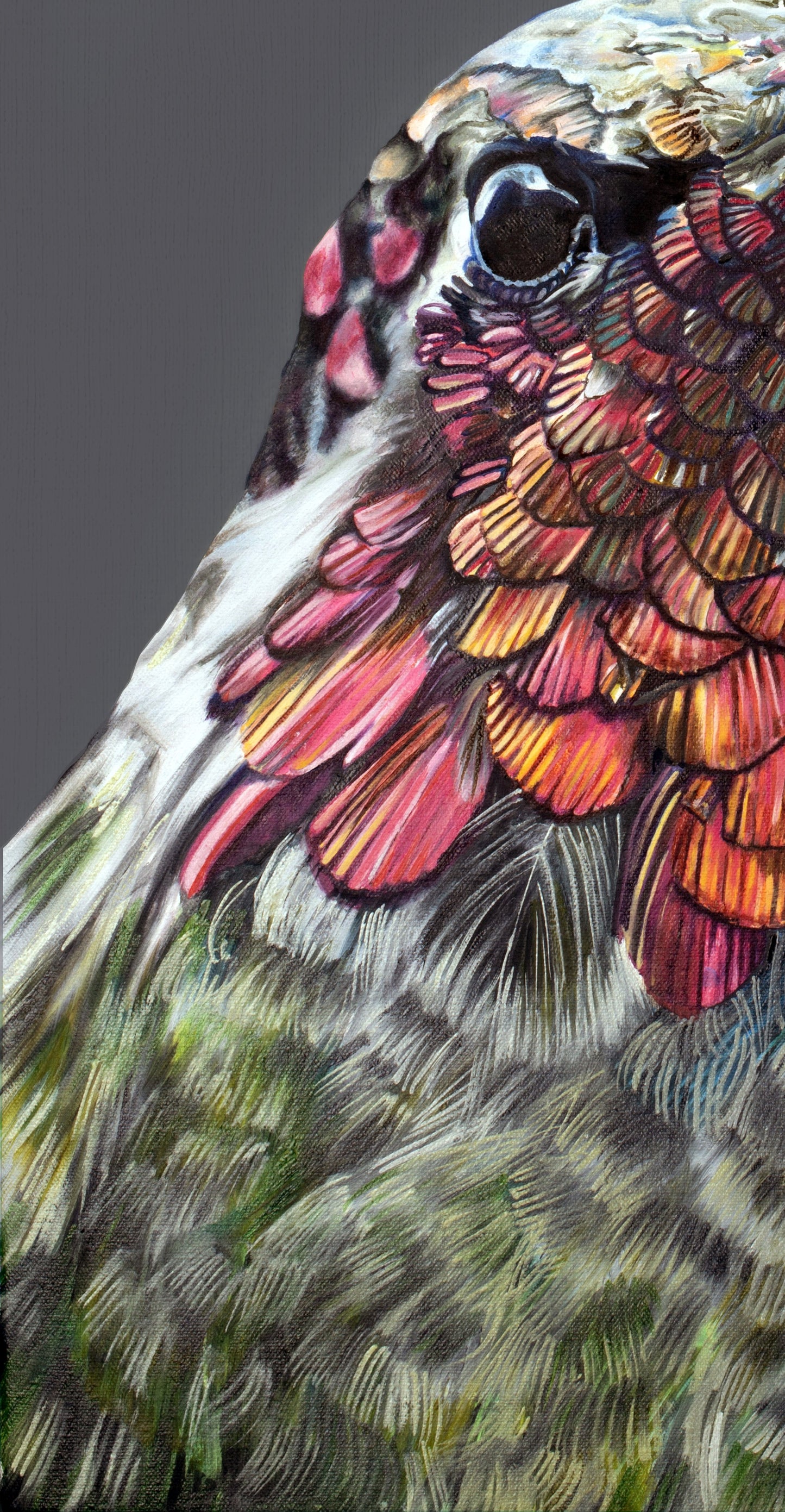 Painted lady