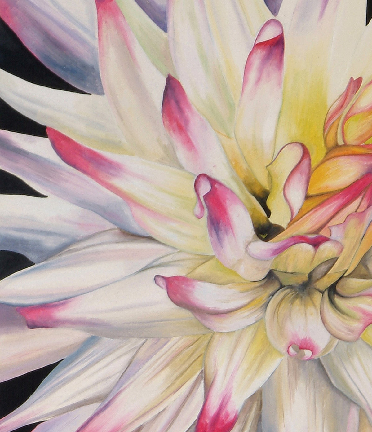 Pink Dahlia