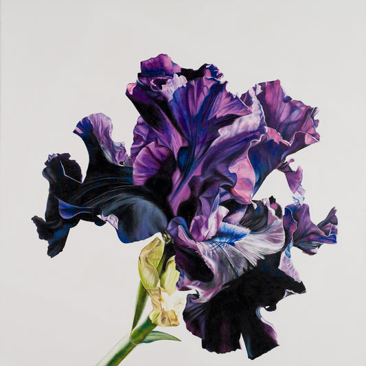 Bearded Iris