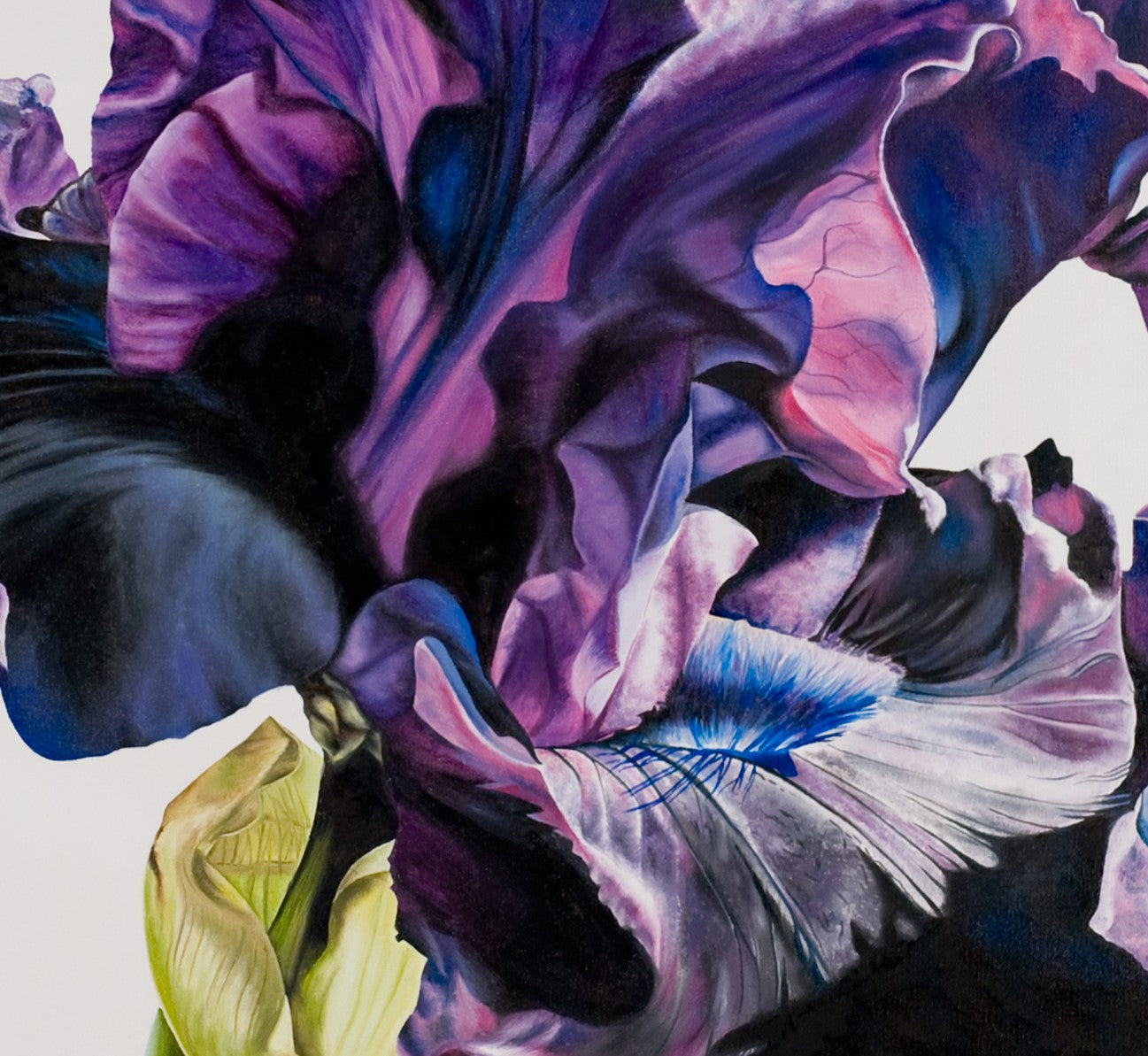 Bearded Iris