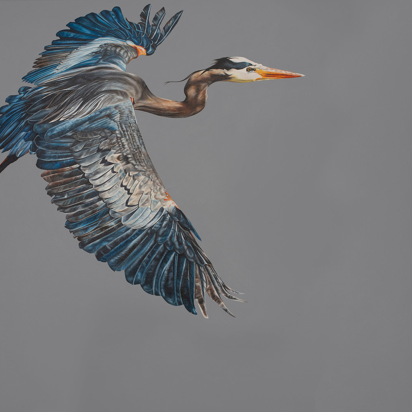 Blue Herron