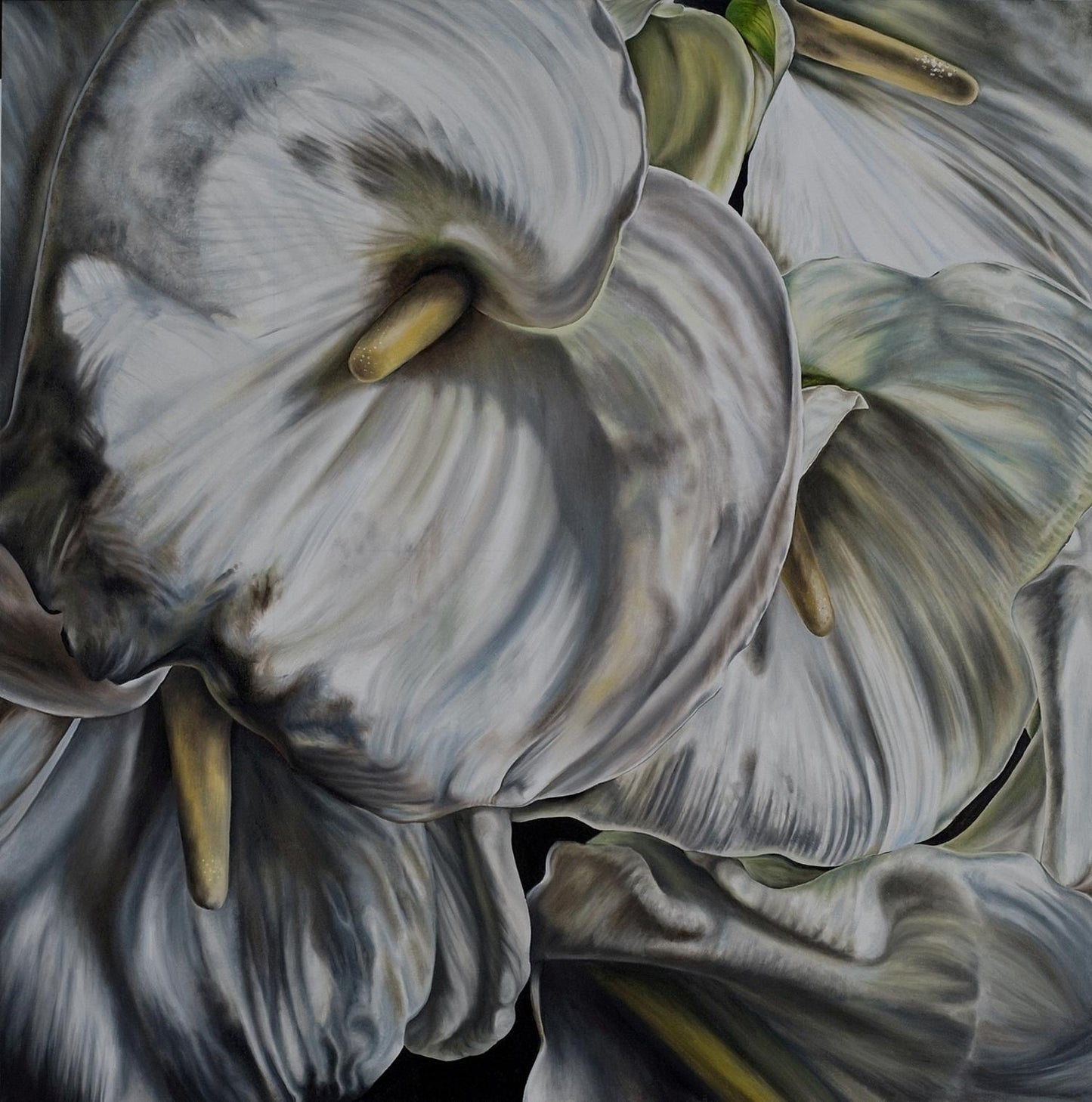 Calla Lily
