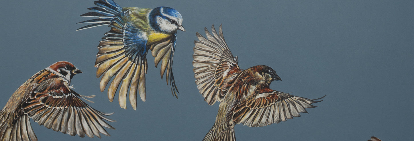 Flutter of Wings