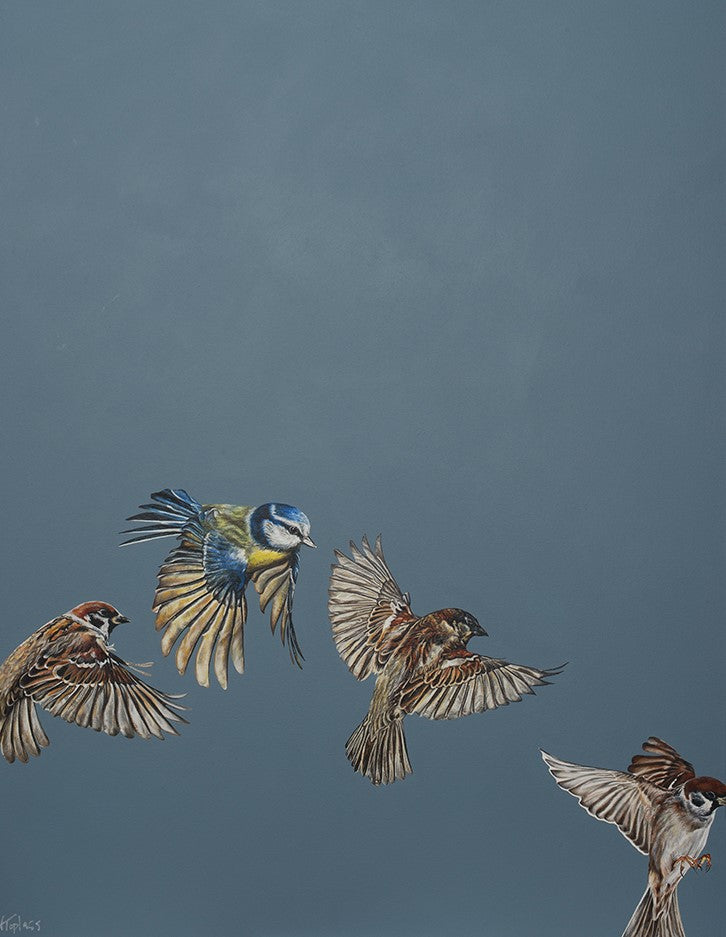 Flutter of Wings