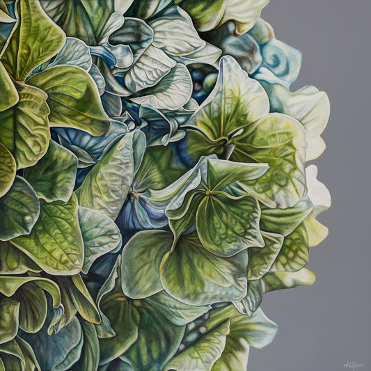 Green Hydrangea
