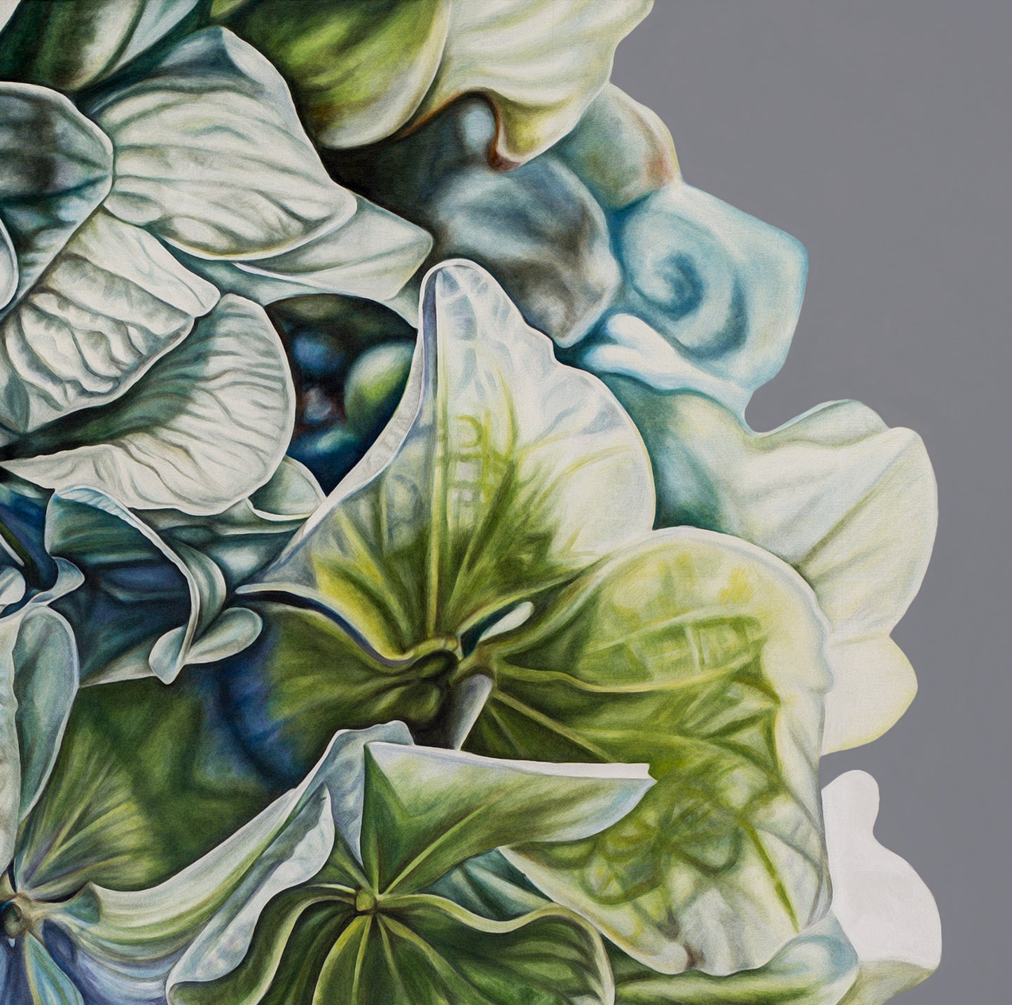 Green Hydrangea