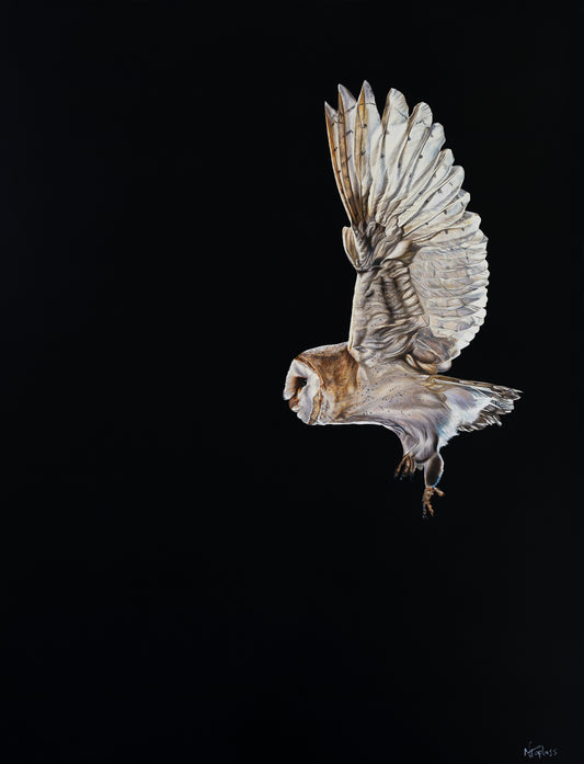 Barn Owl