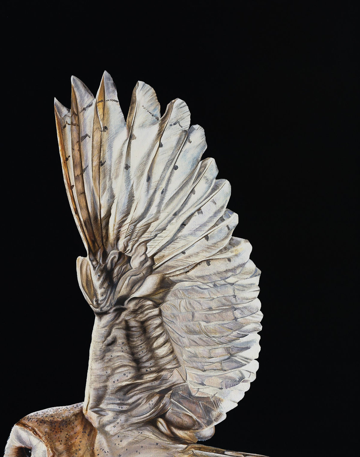 Barn Owl