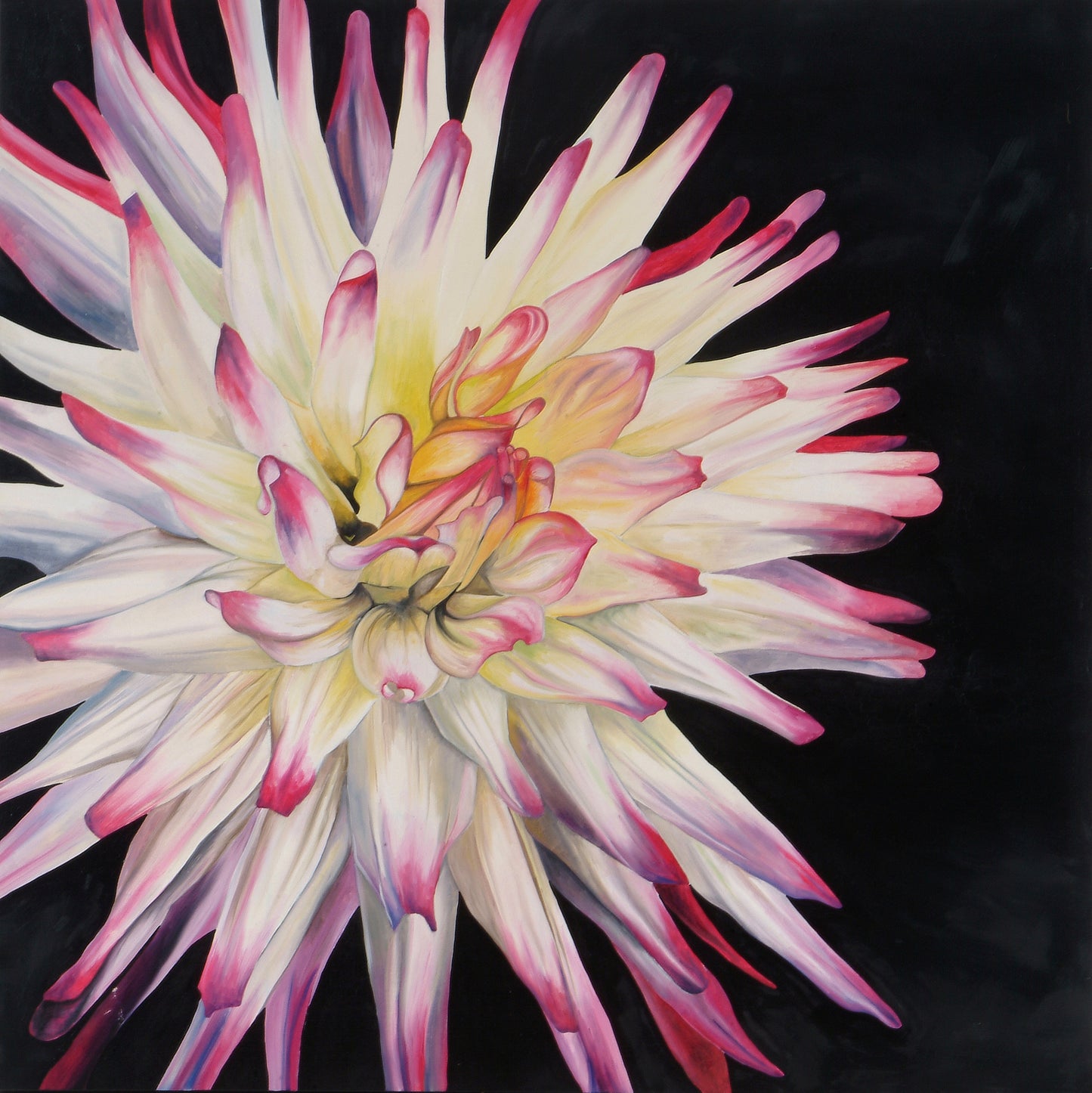 Pink Dahlia