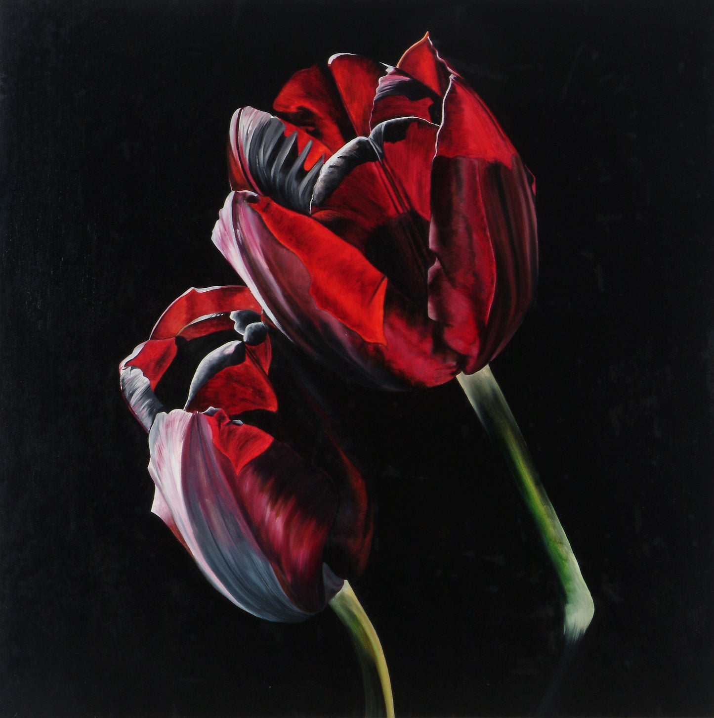 Two Red Tulips