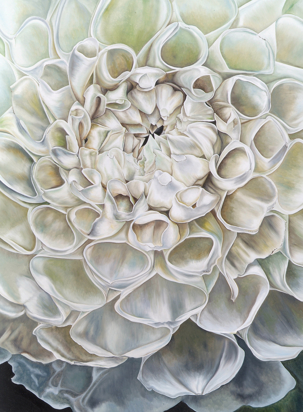 White Dahlia