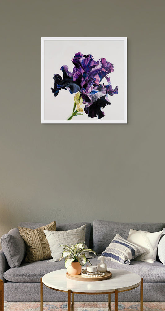 Bearded Iris